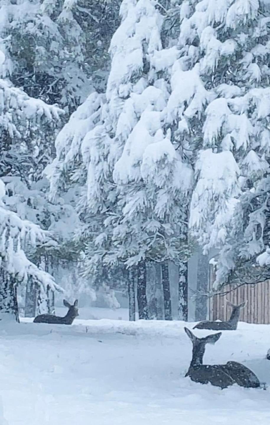 Kathys Cabin, King Bed, Hot Tub, Near-Nau & Downtown Attractions, Perfect Year-Round Mountain Getaway Флегстафф Екстер'єр фото